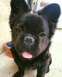 Fluffy French Bulldog Cute Animals Pets French Bulldog