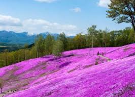 Floral images works hard to craft outstanding floral arrangements and provide exceptional customer satisfaction to guelph, on. Hokkaido Scenery Japan Has An Incredible 200km Flower Road Where Spring Bursts Into A Floor Of Pink Live Japan Travel Guide