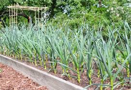 the tricky matter of when to harvest garlic - A Way To Garden