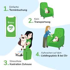 Wann ist der beste zeitraum für eine kastration von katze und kater? Stressfreie Kastration Fur Katze Kater Zuhause Felmo