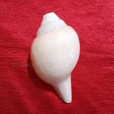 Abhimantrit Loud Blowing Shankh For Pooja Original Big Size 8 Inch Conch  Shell White Jumbo : Amazon.In: Home & Kitchen