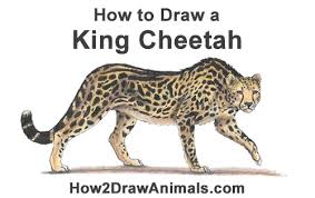 First the torso, then the legs, and finally the head with. How To Draw A King Cheetah Video Step By Step Pictures