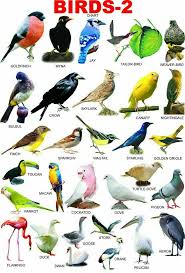 Erturan Adli Kullanicinin Animal Picture Panosundaki Pin Hayvanlar Ingilizce Dilbilgisi Ingilizce Deyimler