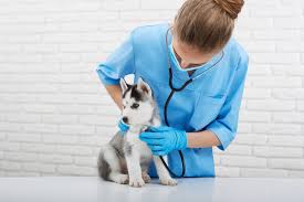 Do we need a paradigm shift in canine neutering? | dvm360