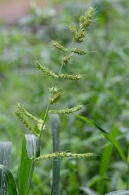 Image result for Echinochloa brevipedicellata