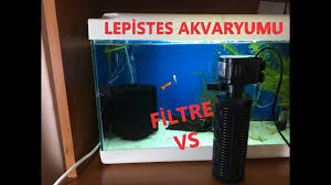 Akvaryumda Ic Filtre Ic Filtre Nedir Ic Filtre Gorevi Pipo Filtre Selale Filtre Youtube
