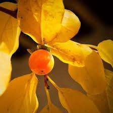 Image result for Diospyros sp. no. 1 sensu FZ