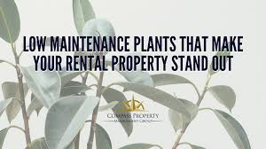 The cost of repairs and maintenance may be deductible in full in the year you incur them if: Low Maintenance Plants That Make Your Rental Property Stand Out Compass Property Management