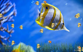 Marine Life Aquarium Computer Wallpaper Desktop Wallpapers Free Animated Wallpaper Live Wallpaper For Pc