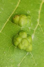 Image result for Colomerus vitis