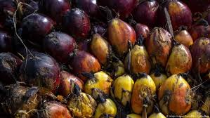 Akibatnya indonesia berpeluang rebut pasar minyak sawit india. India Boikot Minyak Sawit Malaysia Indonesia Berpeluang Diuntungkan