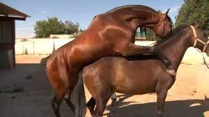 Baturro, un caballo feliz