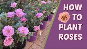 How big does an angel face rose get? How To Plant Roses Floribunda Youtube
