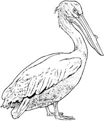 Realistic Pelican Coloring Page Supercoloring Com Pelican Art Pelican Drawing Bird Drawings