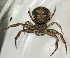 Contact the experts at orkin for help with control and inspection. Crab Spider Possibly Bark Crab Spider What S That Bug