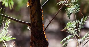 Push a shovel under the tree, if possible, and rock. How To Stop A Tree From Dripping Sap Woodsman Inc