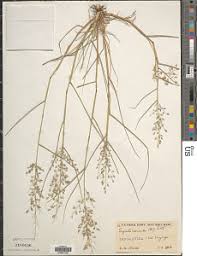 Image result for Eragrostis welwitschii