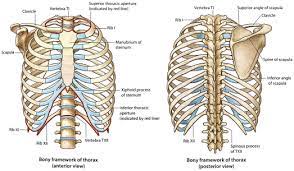 In vertebrates (fishes, amphibians, reptiles, birds, and mammals), the thorax is the chest, with the chest being that part of. Modeling The Thorax For Impact Scenarios Sciencedirect