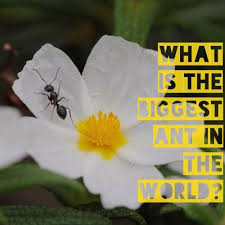 Of the five, the argentine ant has the world's largest super colonies, the three biggest of. One Big Ant Riddle