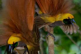 Large Black Bird With White Stripes On Wings And Tail Pin On Birds Of Paradise