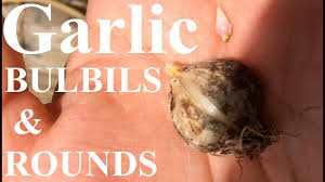 Learn the proper timing and technique for pulling those vampire (and sometimes spouse). Growing Garlic From Bulbils And Rounds Youtube