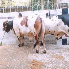 Tagsreally, dangerous, camel, qurbani, eid, adha, 2017. Cow Mandi Sohrab Goth Karachi Karachi 2021