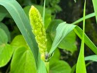 Image result for Melinis macrochaeta