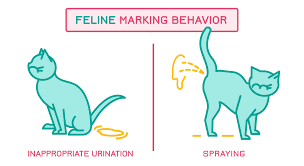 Yes, male cats do spray after being neutered. Why Do Male Cats Spray