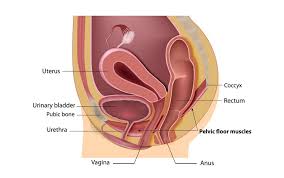 Image result for Pelvic Floor Dysfunction