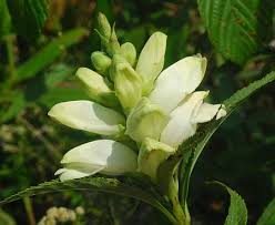 Image result for Blotiella glabra