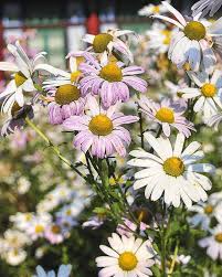 25 Different Types Of Daisies To Plant In Your Garden This Spring Types Of Daisies Drought Resistant Plants Annual Plants