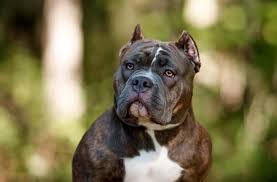 Check spelling or type a new query. 10 Facts You Must Know About The American Bully All Things Dogs