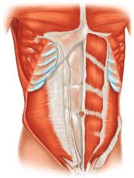 Ribs eight to ten are the false ribs and are connected to the sternum indirectly via the cartilage of the rib above them. Anatomical Illustration Of The Abdominal Wall And Fat Springerlink