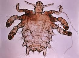 Hair needs to be at least ¼ inch long for effective waxing, and up to ½ inch long, or about the length of a grain of rice. Brazilian Waxes Could Make Pubic Lice Go Extinct Smart News Smithsonian Magazine