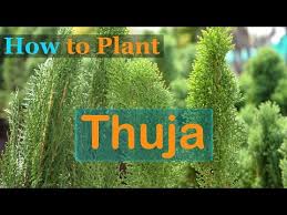 Check spelling or type a new query. How To Plant Thuja Care And Growing Arborvitae