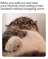 Search, discover and share your favorite cat meme gifs. Pathetic 9gag