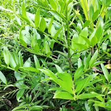 Image result for Nageia nagi