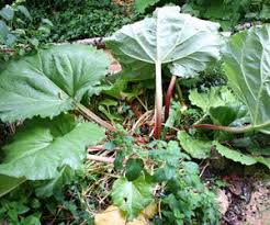 Planter La Rhubarbe Jardinage Jardin Potager Jardinage Potager