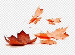 Autumn Leaf Color Maple Leaf Red Leaves Png Material Maple Png Pngegg Leaves png cliparts, all these png images has no background, free & unlimited downloads. autumn leaf color maple leaf red