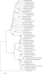Pathogens of agricultural pests are usually bacterial, fungal or viral. Evolution And Taxonomy Of Nematode Associated Entomopathogenic Bacteria Of The Genera Xenorhabdus And Photorhabdus An Overview Springerlink