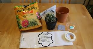 How does prickly pear cactus work? How To Repot A Cactus My Garden Life