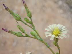 Image result for Lactuca setosa