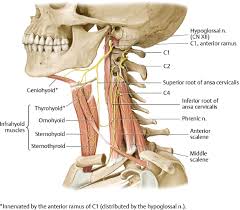 Via vocal lig anterior belly: Surgical Anatomy Of The Neck Ento Key