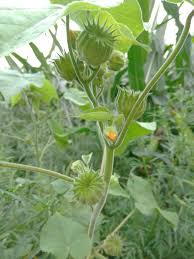 Image result for Abutilon sonneratianum