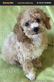 Adopt 18073000569 Poodle Rescue Lisbon Ia Poodle Rescue Dog Adoption Poodle