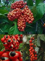 Image result for Paullinia bipinnata