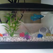 My New Fish A 5 Dollar Tank From Walmart And A Night Light And My New Betta Ice Betta Fish Tank Betta Fish Betta