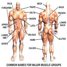 The human body has 3 types of muscles based on voluntary and involuntary actions and also on the elasticity and resistance and further functions. Major Muscle Group Names Healthy Fitness Tips Tricks Training Fitness Hashtag Muscle Groups To Workout Body Muscles Names Major Muscles