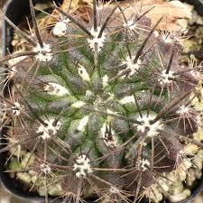 Image result for Tinnea eriocalyx