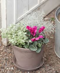 Deko Mit Alpenveilchen Und Richtige Pflegetipps Fur Cyclamen Im Winter Alpenveilchen Veilchen Und Garten